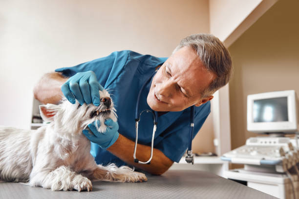 Best Emergency Root Canal Treatment in Wylie, TX